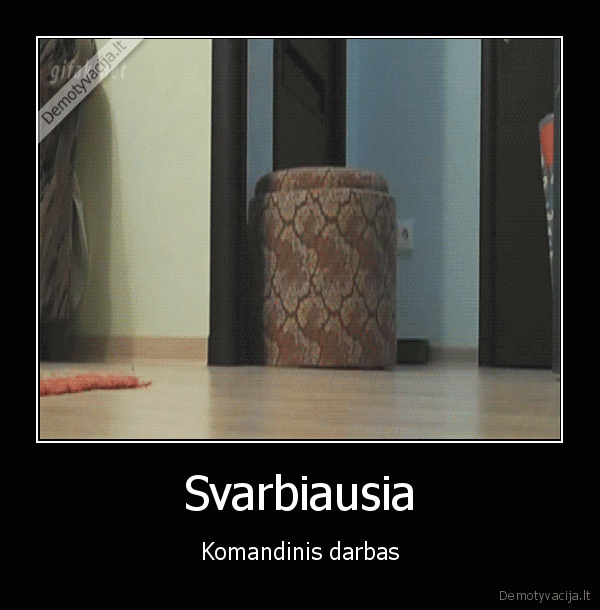 katinai, zaidzia,uzkrito, zaislas