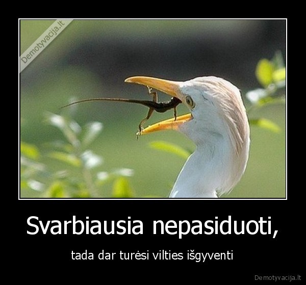 gyvunai