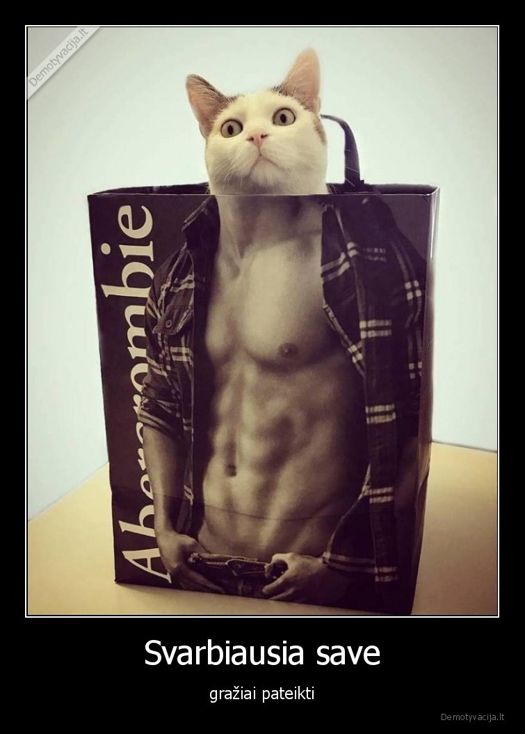 katinas,abs,sportas,presas