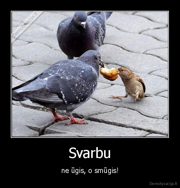 niekada, nepasiduok, ir, tau, pades, chuckas