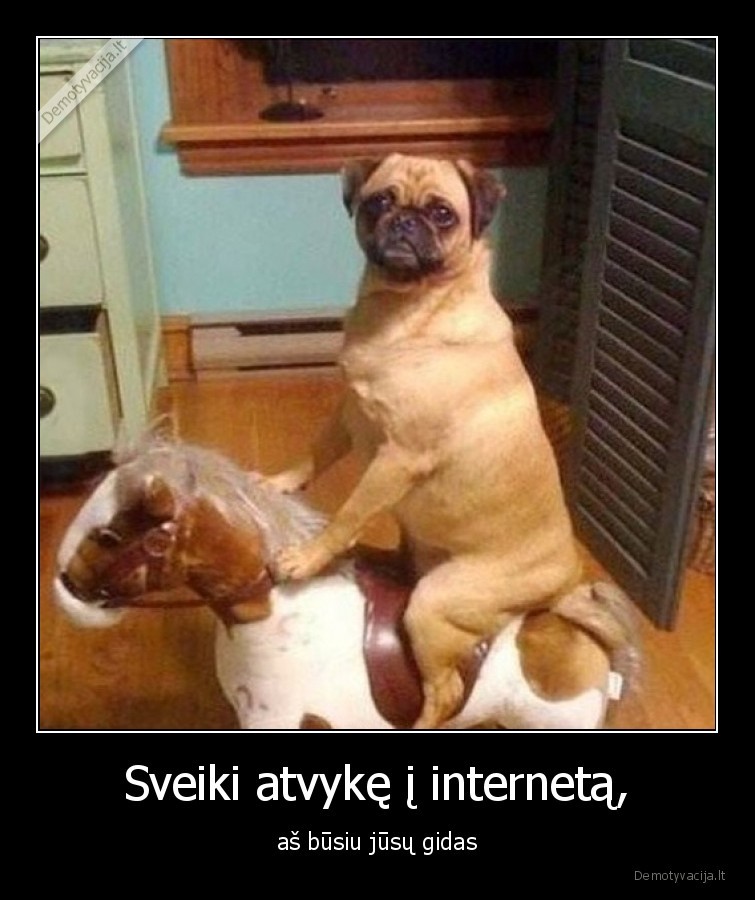 internetas,gidas,suo,mopsas,arkliukas