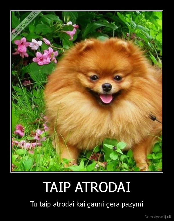 TAIP ATRODAI