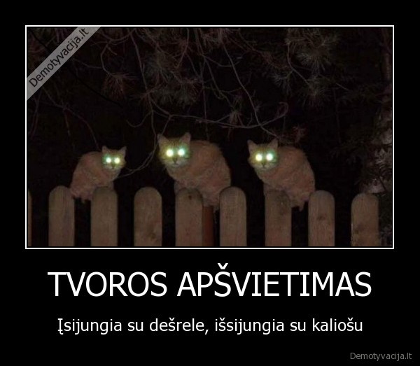 tvora,apsvietimas,desrele,naktis,katinai