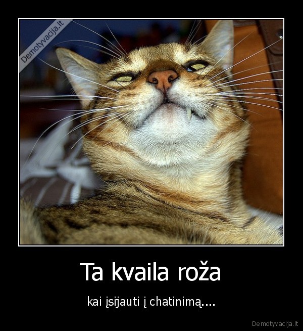 kvailas, jausmas