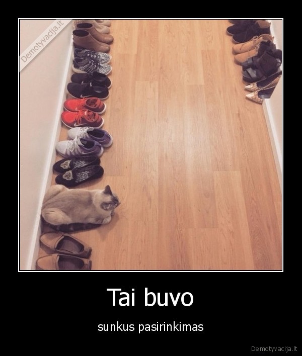 katinas,tapkes