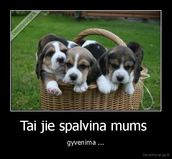Tai jie spalvina mums 
