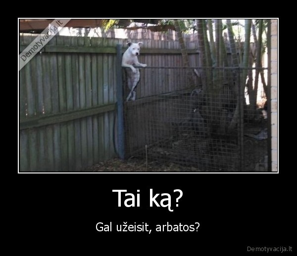 arbata,suo