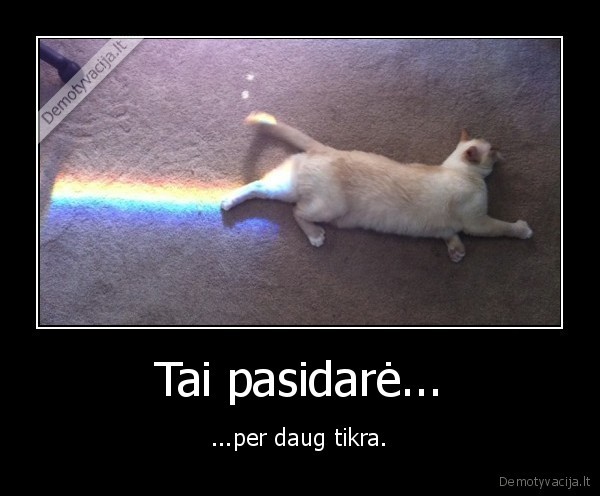 nyan, cat,per, daug, tikra
