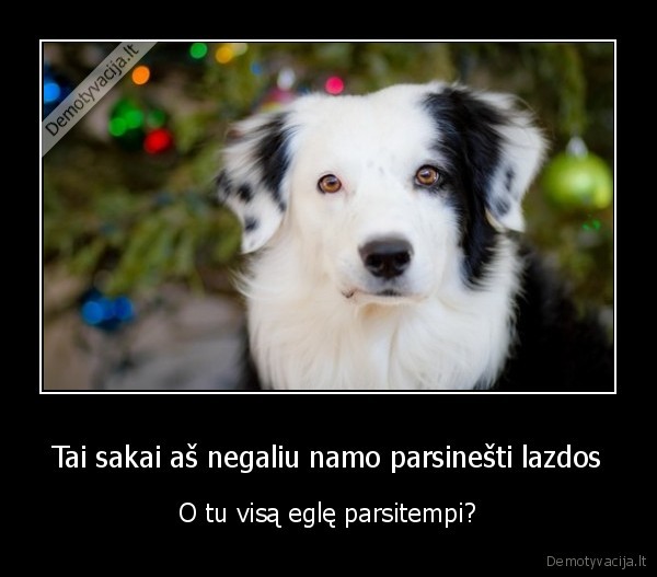 kaledine, egle,suo,suns, lazda