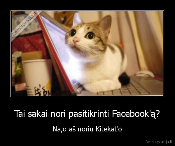 kitekat,kaciu, maistas,naglas, katinas,katinas, ant, kompiuterio