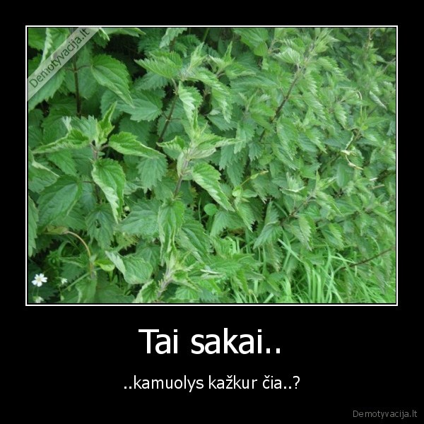 Tai sakai..