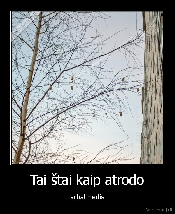 arbata,medis