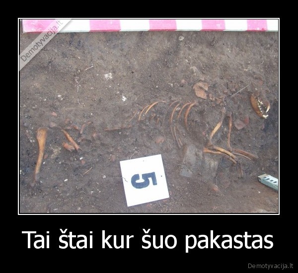 suo,pakastas,drasius,kedys,laiptai,pasol,paliubomu,dar,nu, gerai,kaulai