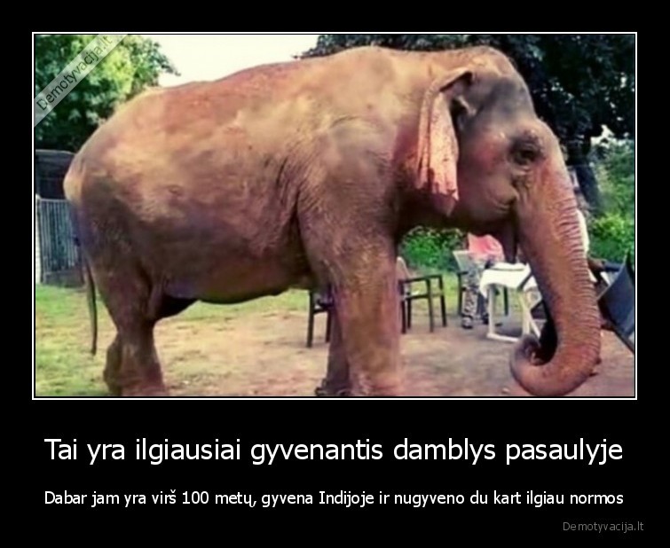 dramblys,gyvena,ilgai,indija