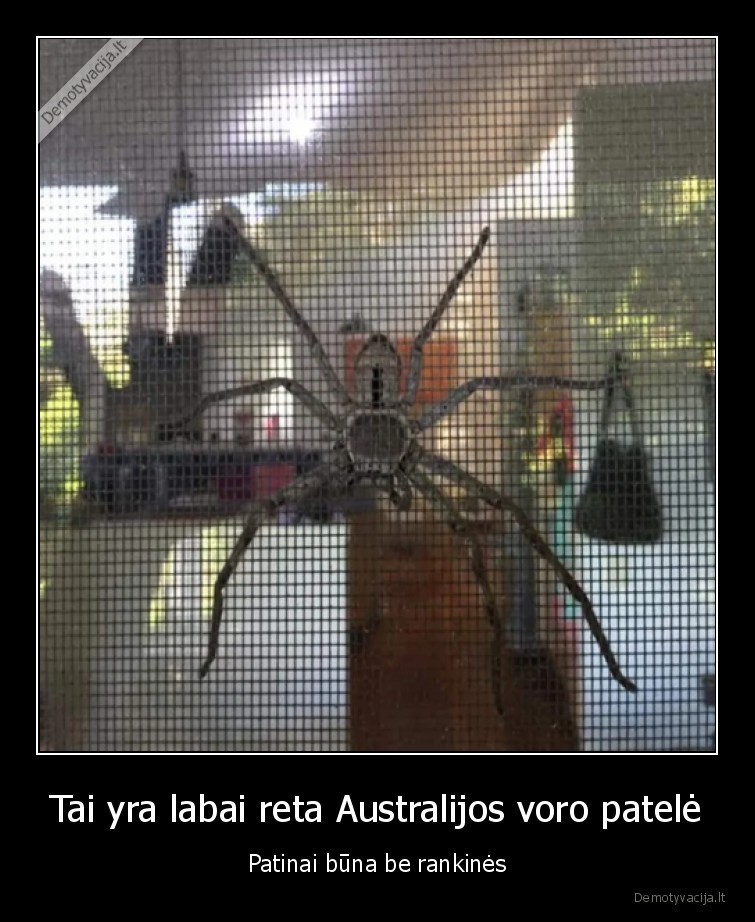 voras,patele,rankine