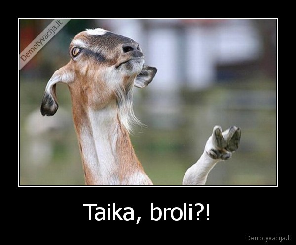 Taika, broli?!