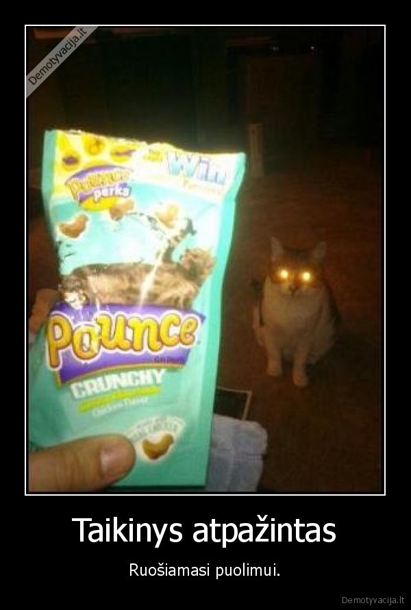robot, cat