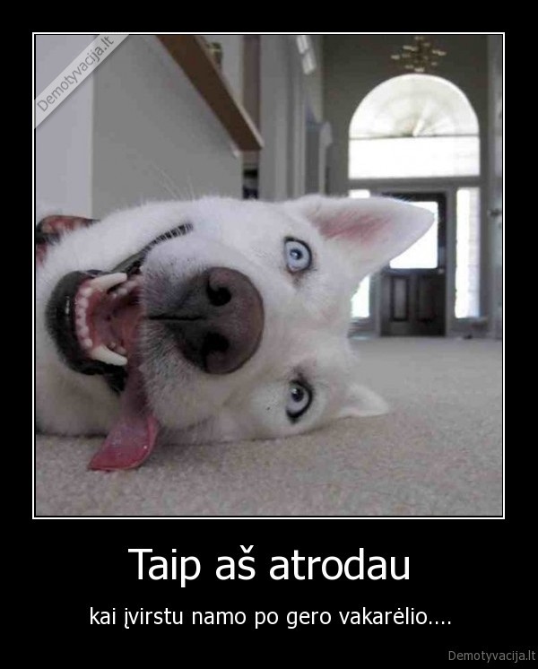 tusas,vakarelis,suo