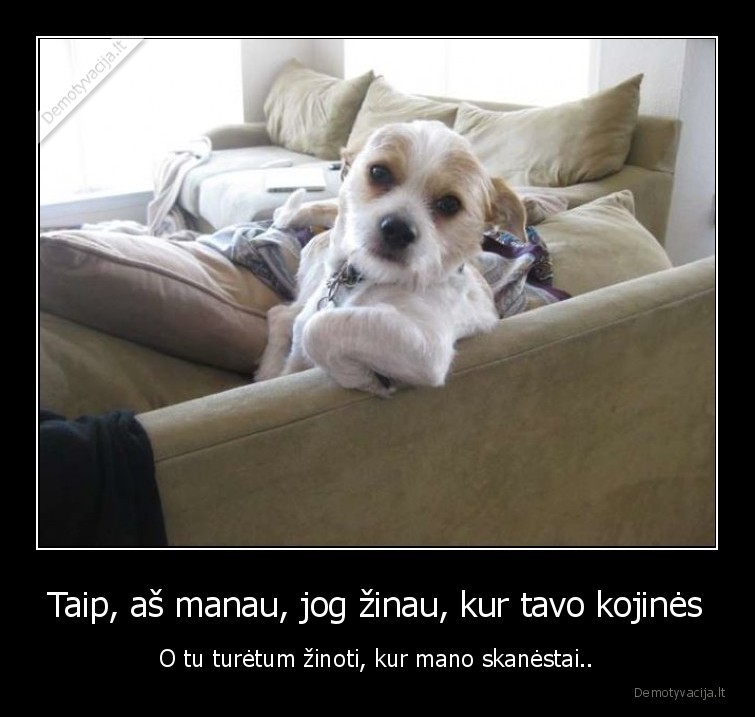 sunys,kojines,skanestai