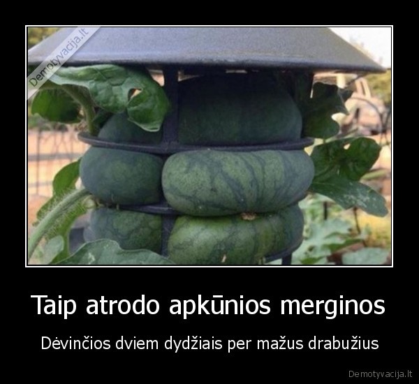 lasiniai,arbuzas,apimtys