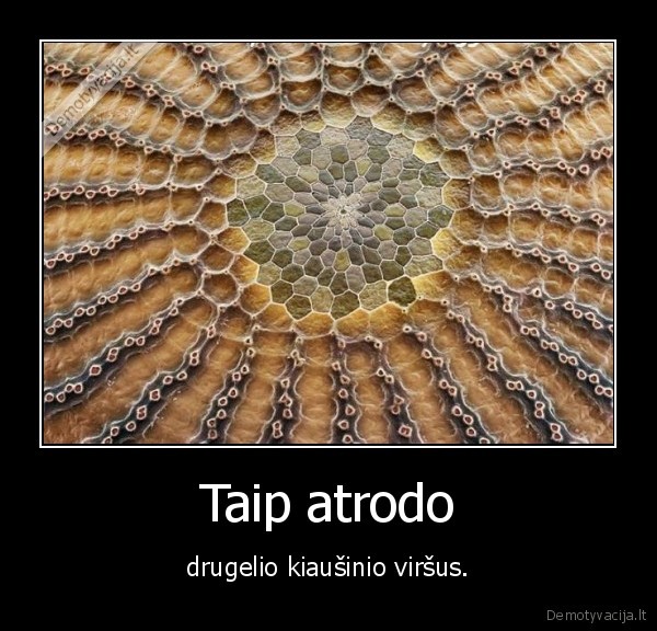 drugelis,kiausinis