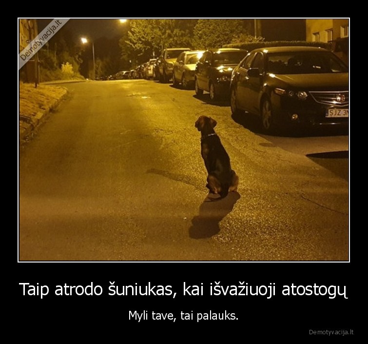 suo,myli,seimininkas,laukia