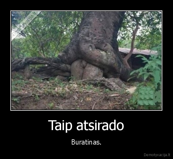 buratinas,medis