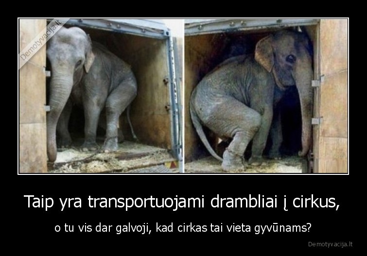 drambliukas,cirkas,gyvunai,stop