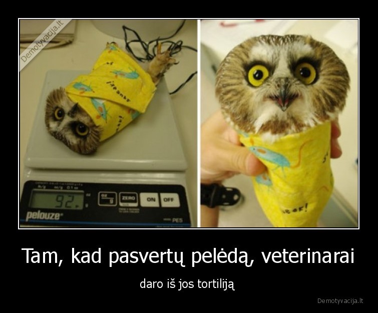 tortilija,peleda,sverti,veterinarai