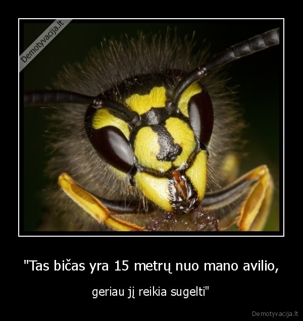 vapsva,avilys