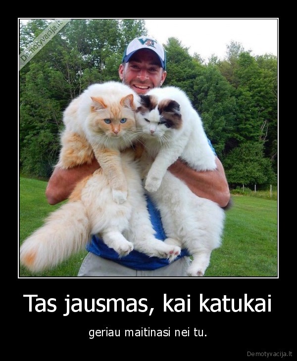 katukai,gyvunai,katinai,mielas, katinas,pukuotas, katinas,maistas