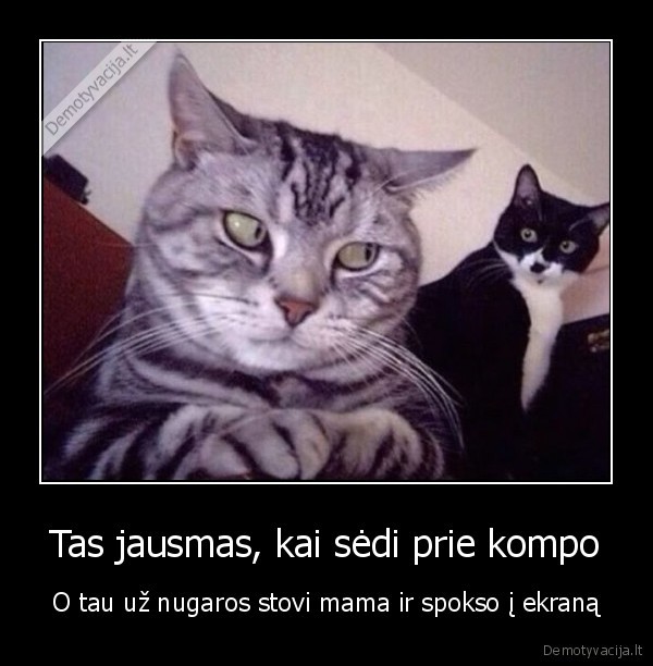 juokingas, katinas,katino, zvilgsnis