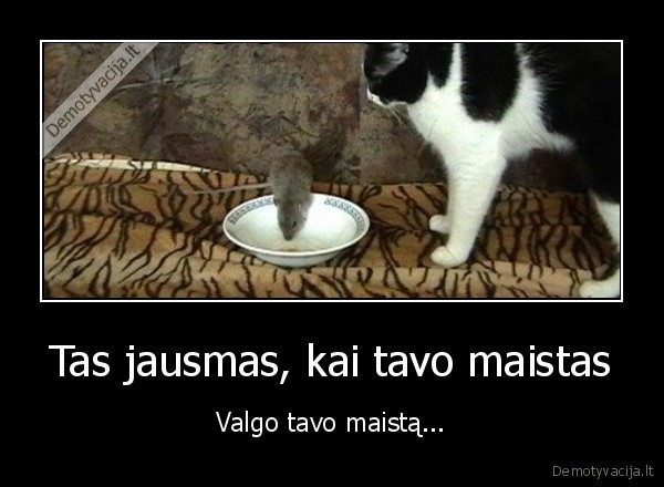 katinas,pele,maistas,valgo