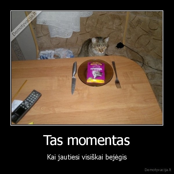 liudnas, katinas,kitekat,whiskas