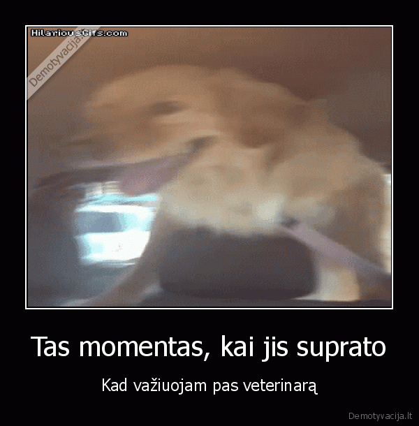veterinaras,suo