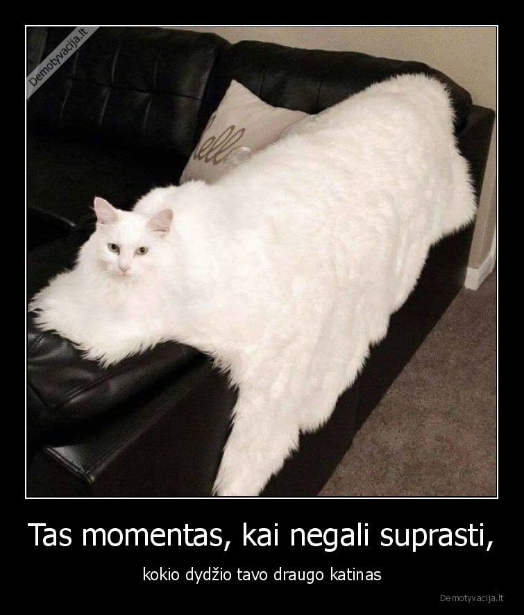 katinai,kates,augintiniai,gyvunai