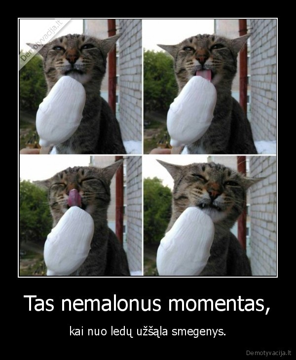 kate,katinas,ledai