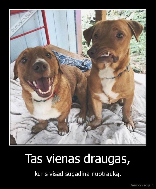 suo,sunys,draugas,nuotrauka