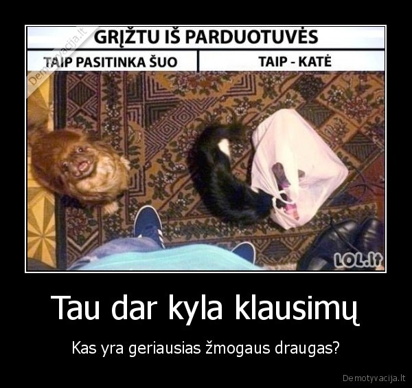geriausias, zmogaus, draugas,kate, vs, suo,seimininkas
