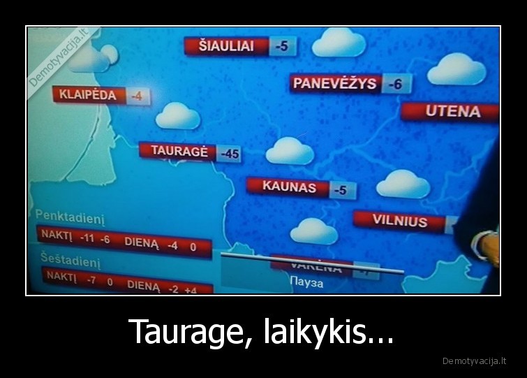 taurage,salciai