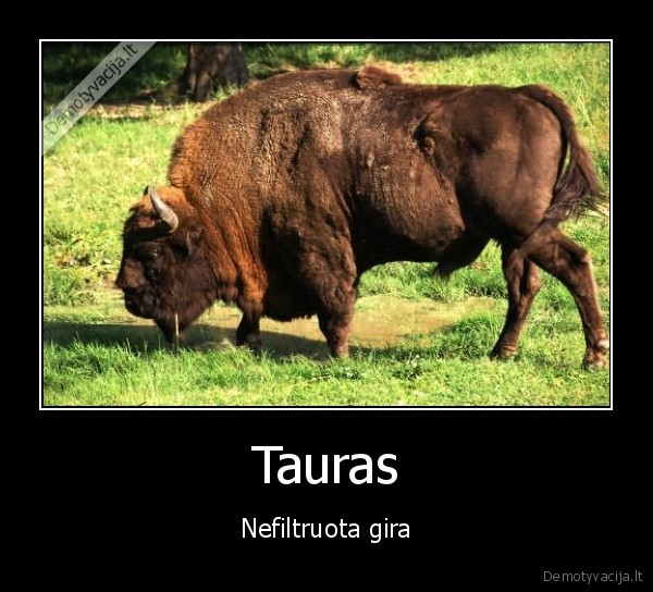 Tauras