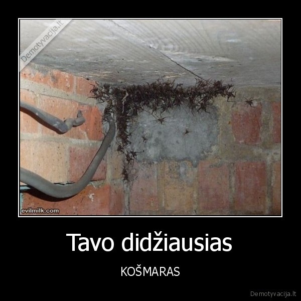 Tavo didžiausias