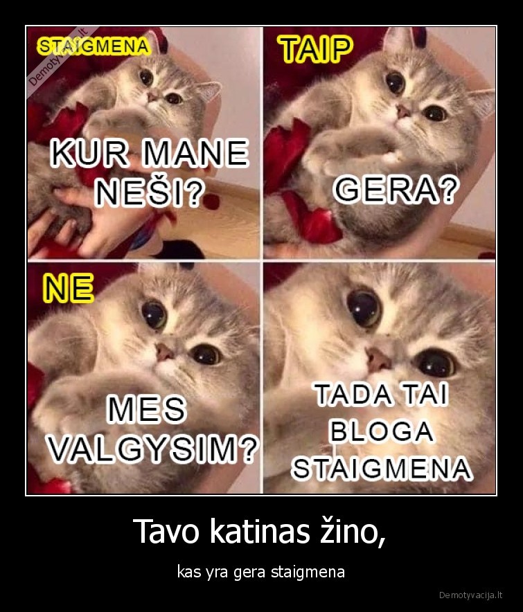 staigmena,maistas,katinas