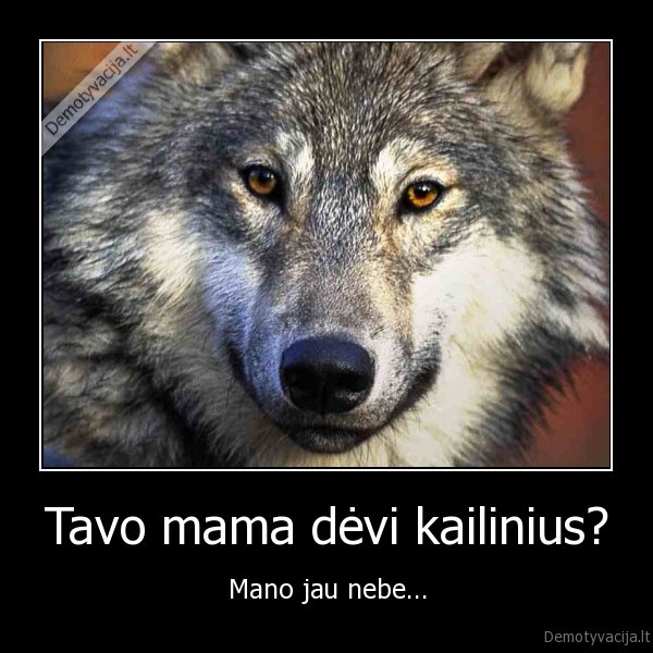 vilkas, kailiniai, brokonieriai