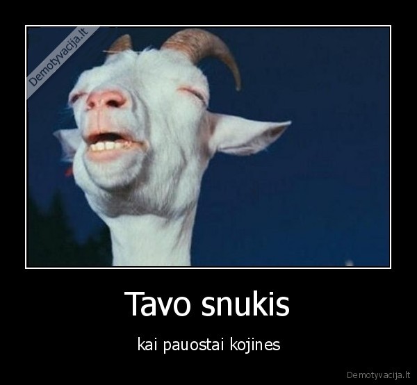kojines,snukis