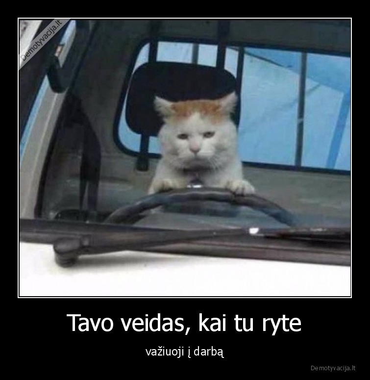 veidas,rytas,darbas