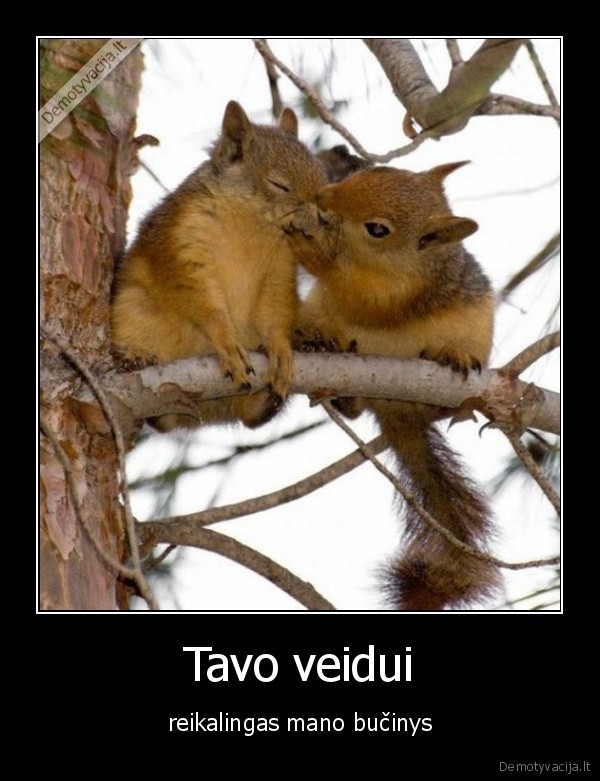 Tavo veidui