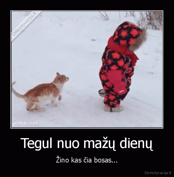 kietas, katinas,karatistas