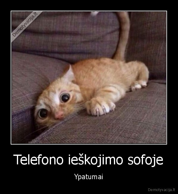 pamete, telefona,juokingas, katinas