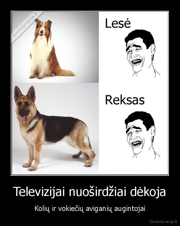 reksas, komisaras, lese, lessie, suo, sunys, televizija, tv